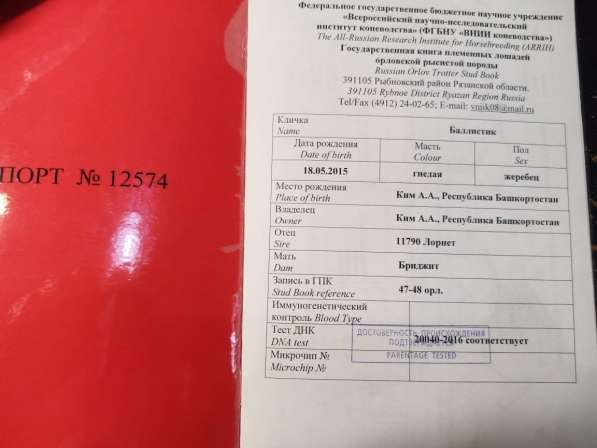 Достойный жеребец срочно! в Усть-Катаве фото 4