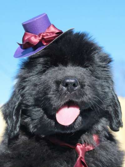 Щенки ньюфаундленда США-Франция&ndash;Дания! в Санкт-Петербурге фото 3