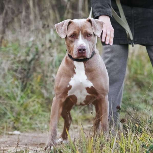 Молодая питбуль Бежа в дар в Москве фото 7