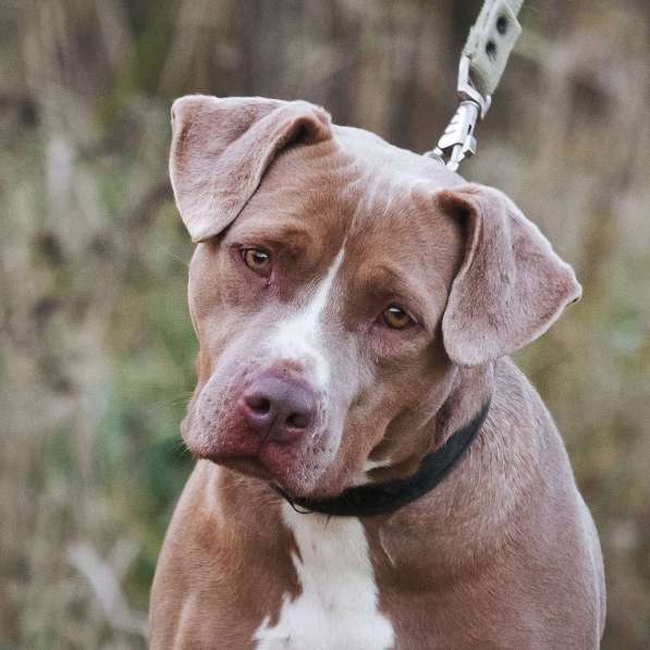 Молодая питбуль Бежа в дар