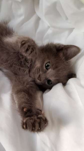 Котята 2 месяца в Липецке фото 4