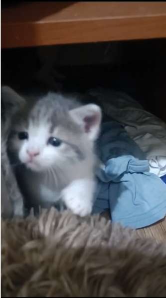 Котята в добрые руки бесплатно