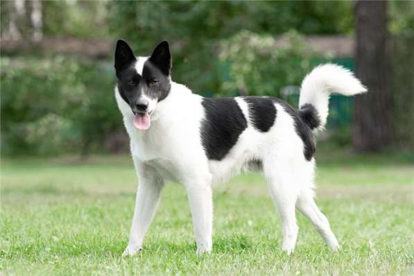 Красивый пёс Рэнди в добрые руки! в Москве фото 43