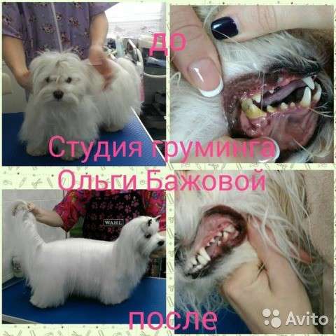 Стрижка и мытье животных