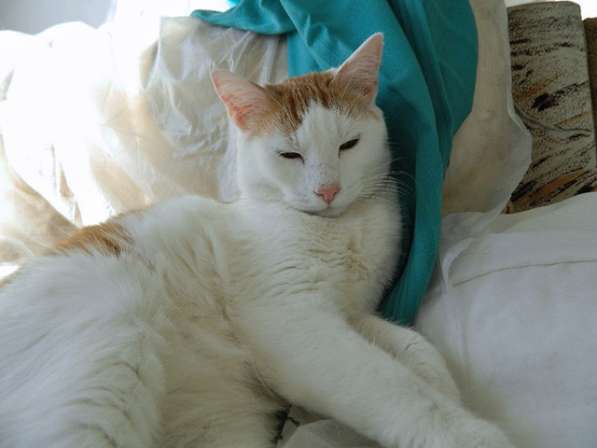 Крупный бело-рыжий котик Даня в добрые руки в Москве фото 4