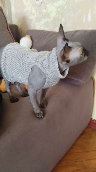 Вязаная одежда для кошек в Майкопе фото 7