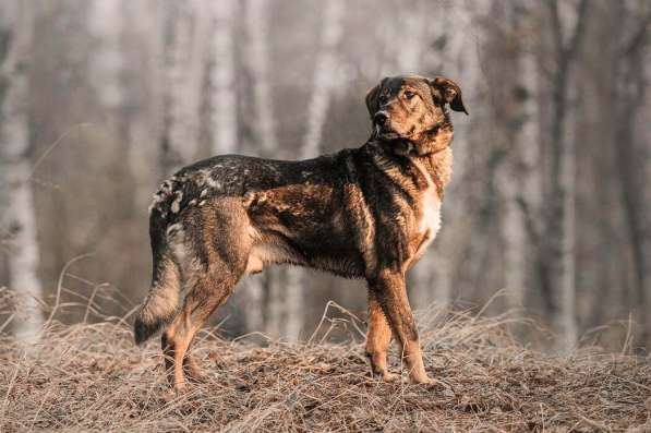 Надёжный Друг Курт ищет семью в Москве фото 64