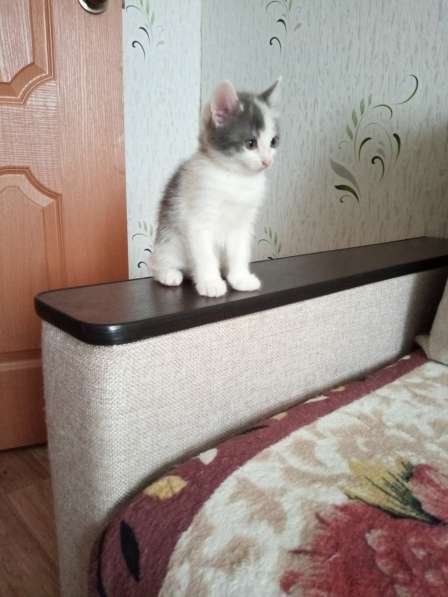 Котята в добрые руки в Уфе фото 3