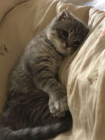 Продается шотландский котёнок 3 месяца в 