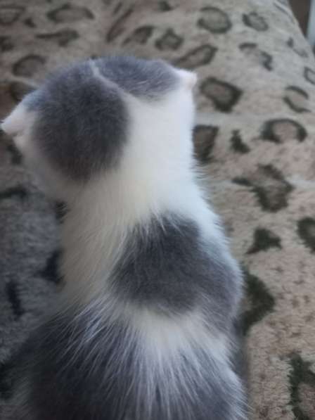 Шотландский котята в Волгограде фото 10