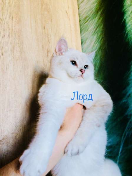 Голубоглазый котенок Лорд в Самаре