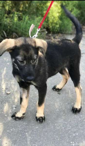 Щенок Рокси ищет семью в Москве фото 4