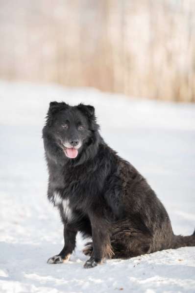 Обаятельный черный пёс Тедди в добрые руки в Москве фото 6