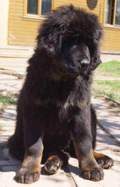 Щенки Тибетского мастифа. 100 Китай в Дмитрове фото 19