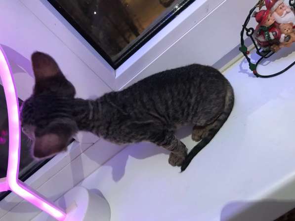 Элитный Девон-Рекс. Кудрявый лесной в Санкт-Петербурге фото 32