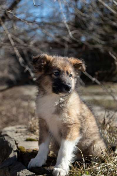 Щенок в добрые руки Алик в Санкт-Петербурге фото 9