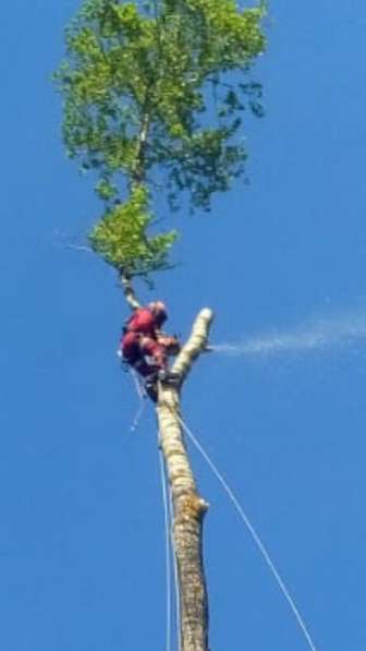 Удаление деревьев любой сложности Арборисв в Химках фото 8