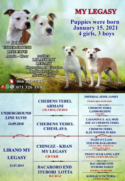 Щенки американского стаффордширского терьера в 