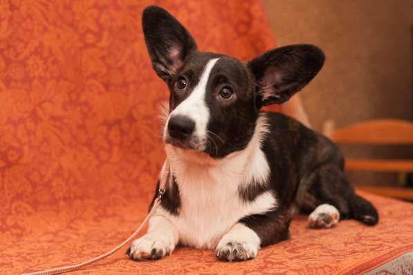 Щенки Вельш-Корги Кардиган в Воронеже фото 6