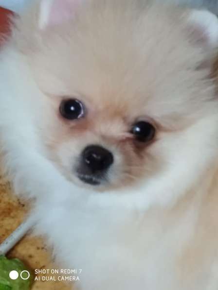 Шпиц маленький малый в Москве