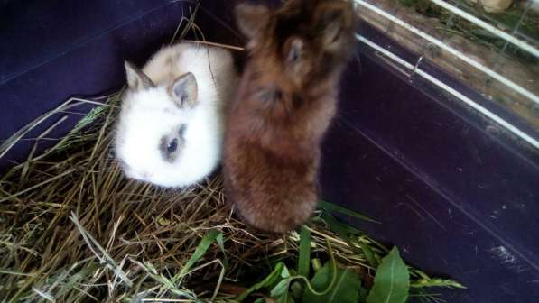 Продаются декоративные кролики в Уфе фото 8