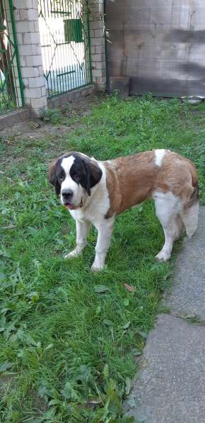 Щенки сенбернара в фото 43