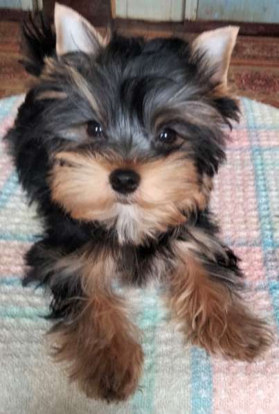 Йоркширский терьер. Мини в