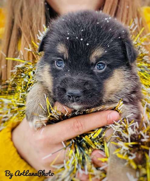 Ищут дом 11 щенков в Санкт-Петербурге фото 6