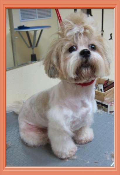 Стрижка собак в Москве фото 3