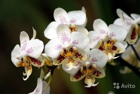 Орхидея stuartiana x sib миленькие детки сеянцы
