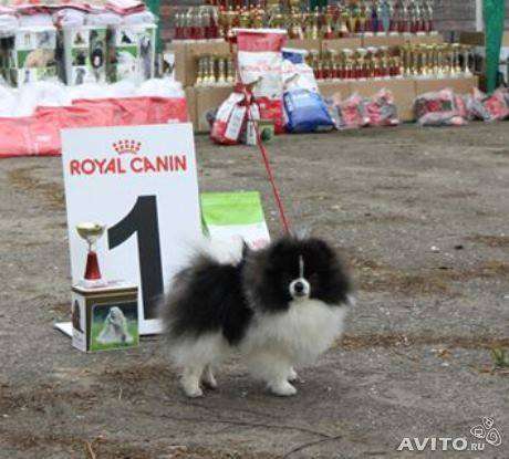 Малыши цветные колобки в Рязани фото 3