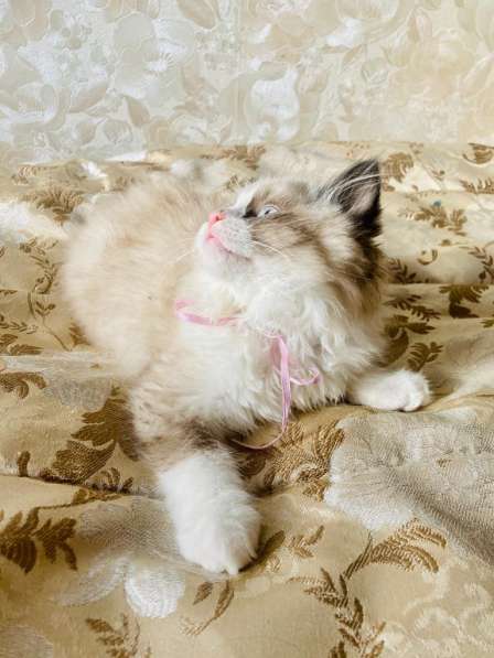 Incredibly affectionate kitten Ragdoll в фото 4