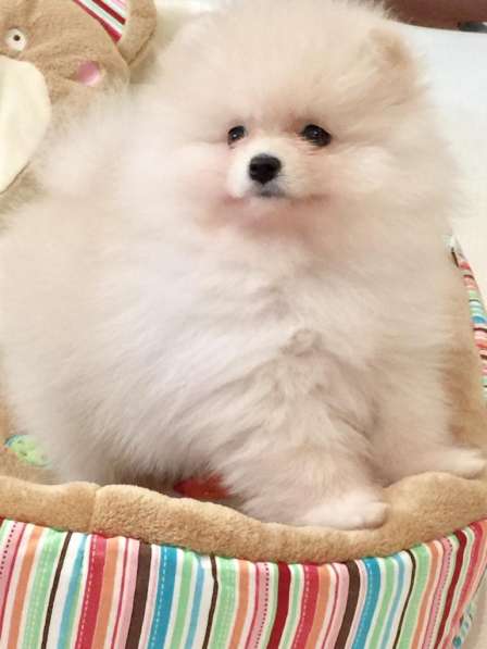 Померанский шпиц, девочка в Москве фото 3