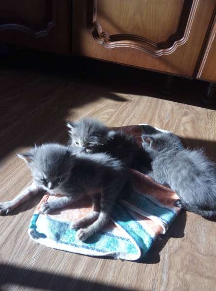 Котята в добрые руки в Брянске фото 9