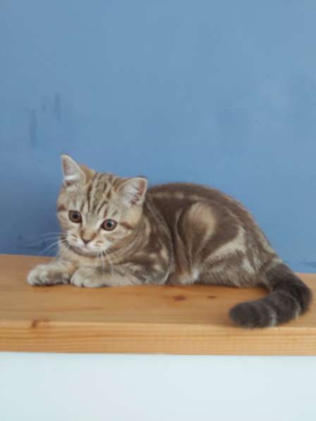 Милый котёнок шотландец с прямыми ушками (девочка) в фото 17