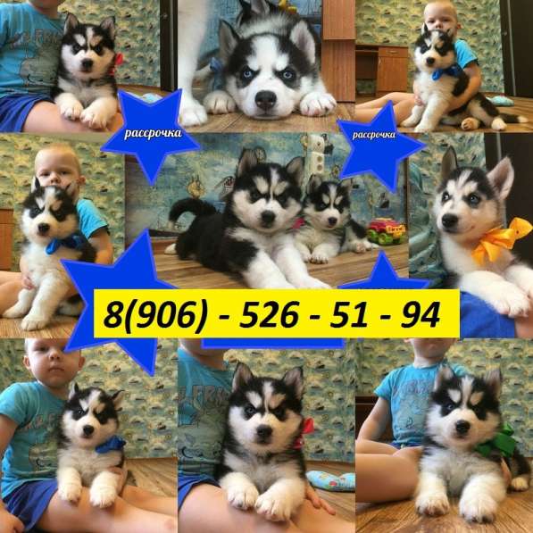 Продажа щенят хаски в Уфе