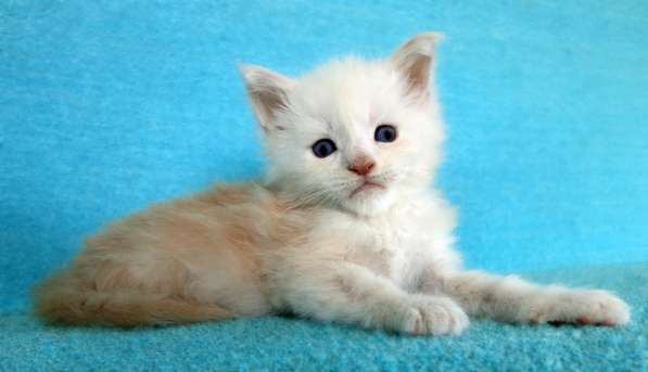 Апельсинки к Новому Году в Рязани фото 84