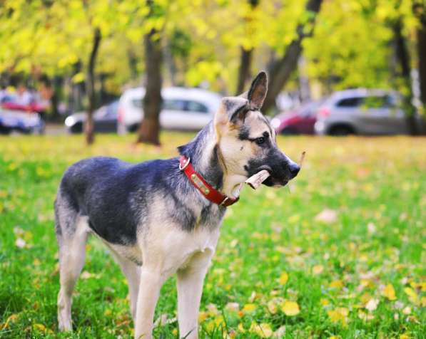 Щенок овчарка метис