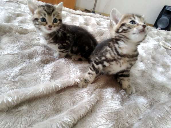 Продам котят Бенгалы в фото 7