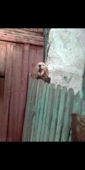 Русский кокер в Магнитогорске фото 3