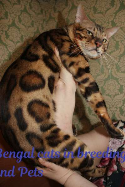 Бенгальский кот в Москве