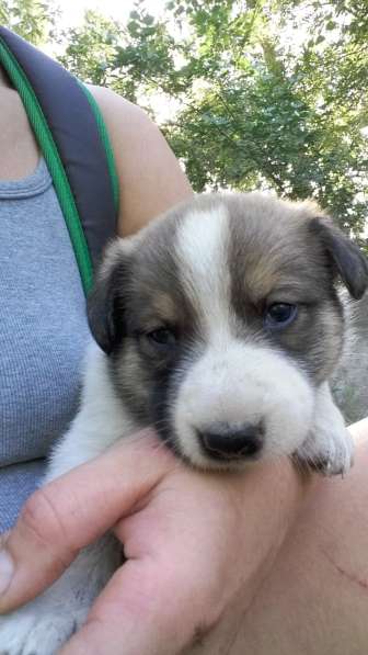 Щенки ищут хозяина в Красноярске фото 17