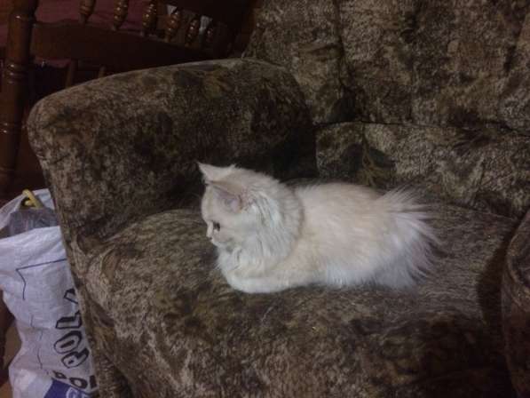 Персидский классический котенок в Москве
