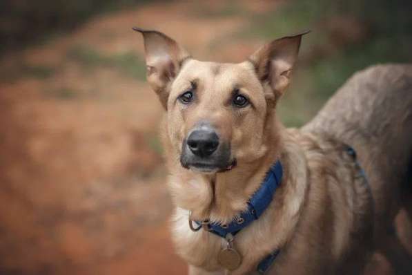 Лавр ищет дом в Москве фото 50