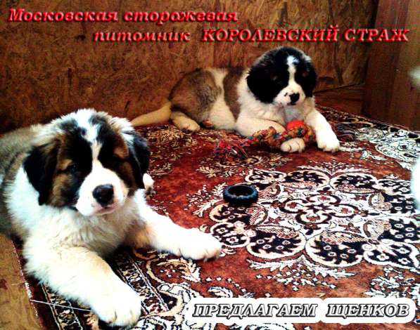 Московская Сторожевая Щенки клубные. Документы. Доставка в фото 5