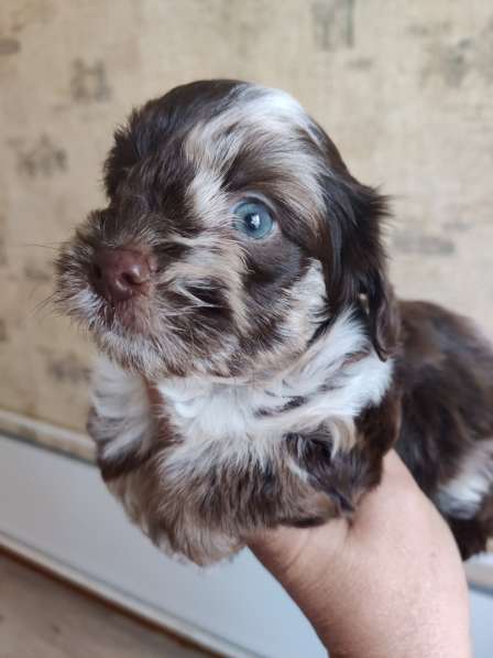 Щенки декоративных пород собак в Москве фото 5