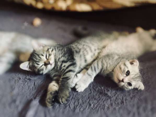 Шотлaндcкие виcлоухая и остроухие котята в Люберцы фото 8