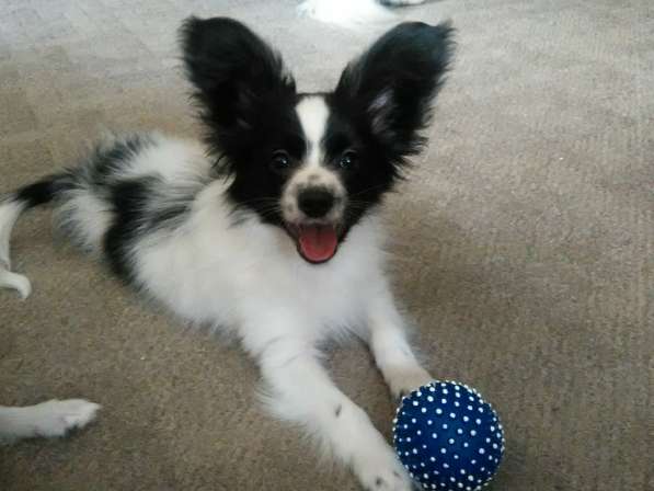 Продается щенок папийона в Краснотурьинске фото 26