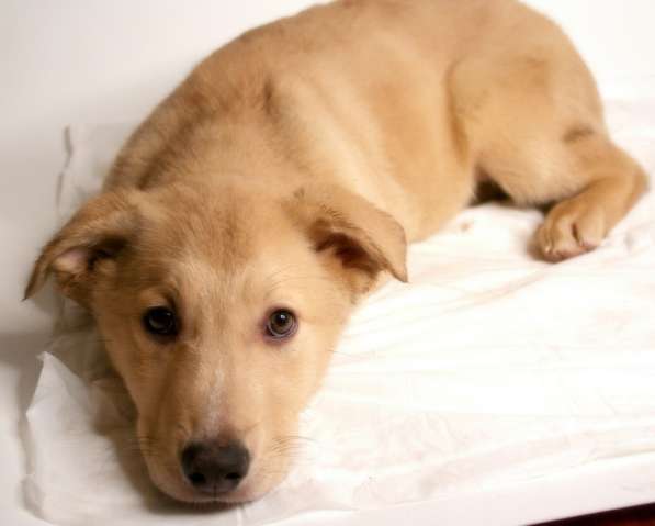 Щенки метисы лабрадора ищут дом в Москве фото 7