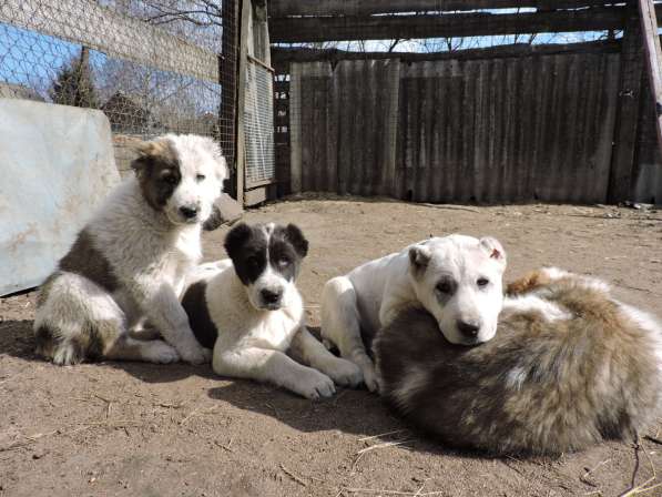 Азиаты-алабаи в Орле фото 7